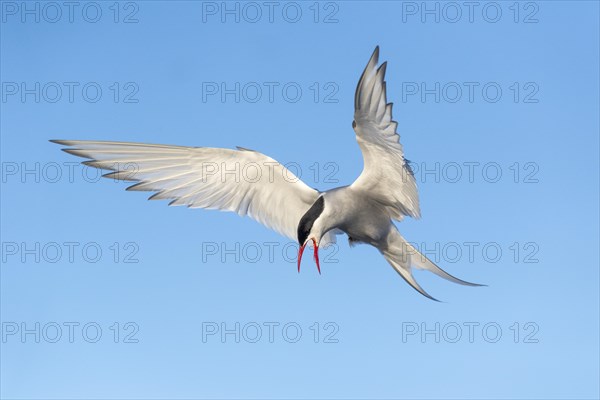 Arctic tern