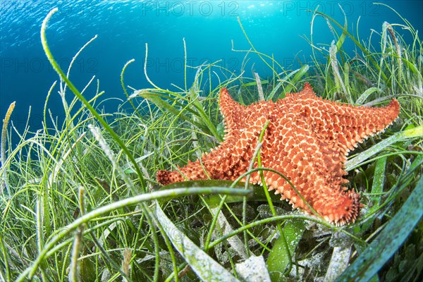 Red pillow star