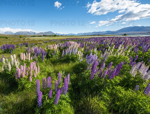 Purple large-leaved lupins