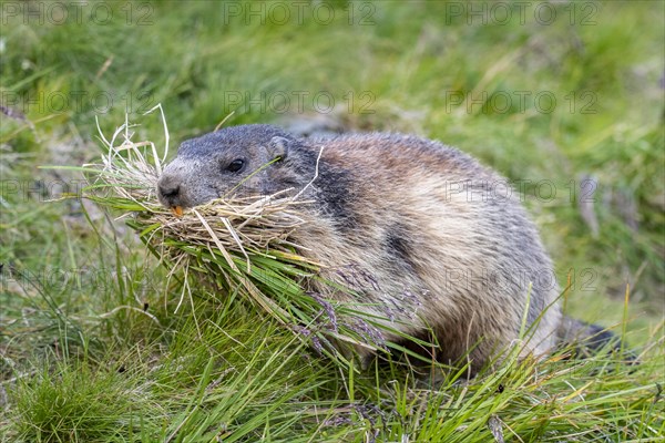 Marmot