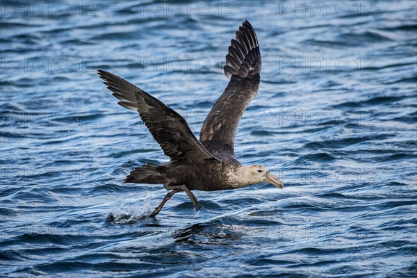 Southern giant petrel