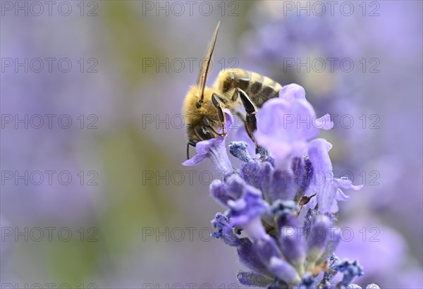 Honey bee