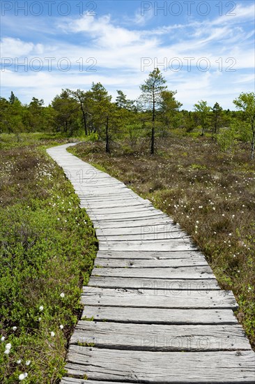 Boarded footpath