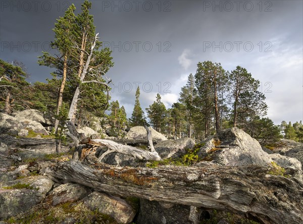 Primeval forest in the Laponia protected area