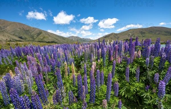 Purple flowering Large-leaved lupin