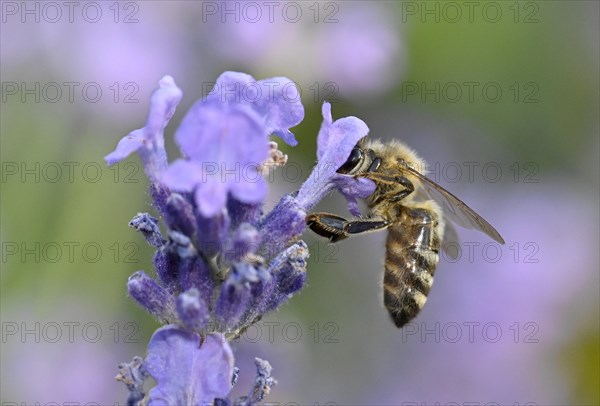 Honey bee
