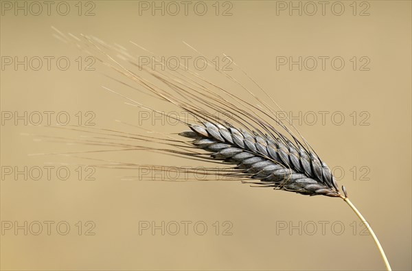 Black wheat ear Emmer Wheat