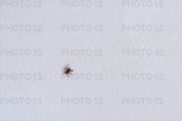 Castor Bean Tick