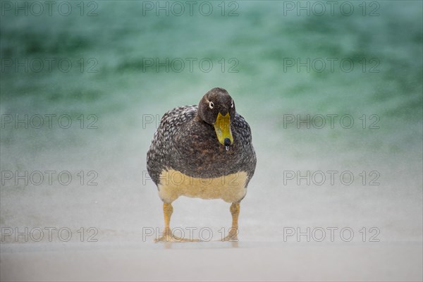 Falkland Steamer Duck