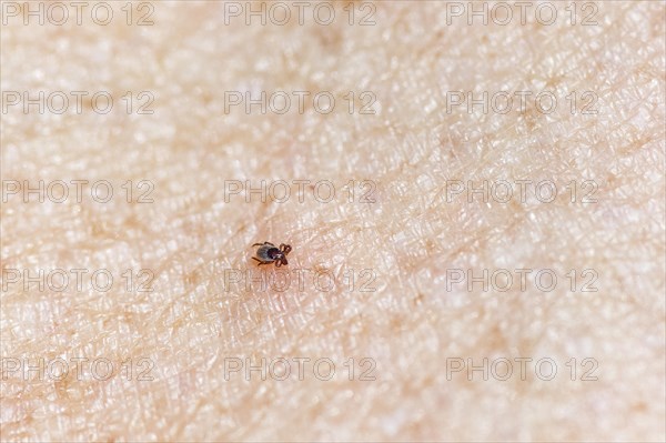 Castor Bean Tick