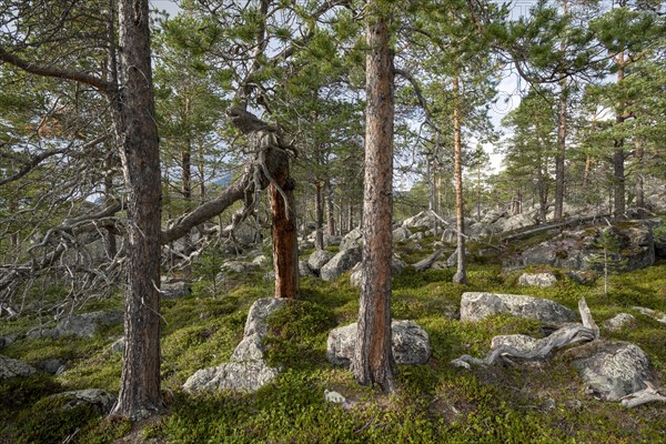 Primeval forest in the Laponia protected area