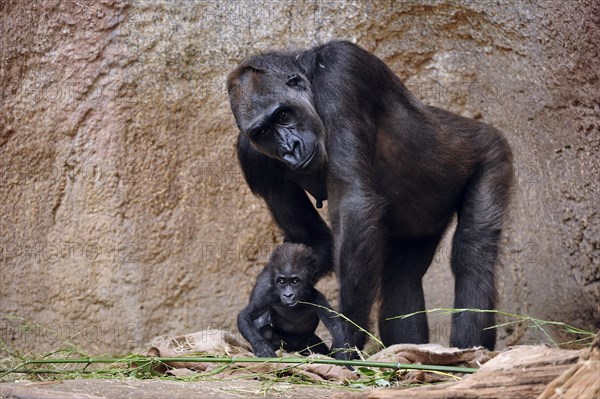 Western lowland gorilla