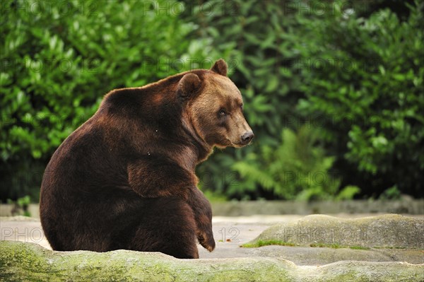 Brown bear