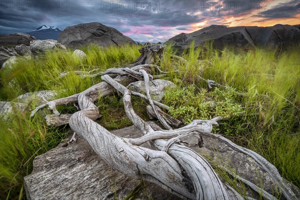 Tree roots on rocky ground