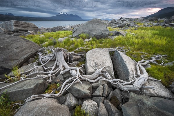 Tree roots on rocky ground