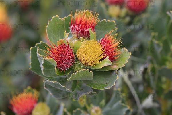 Pincuspid Protea