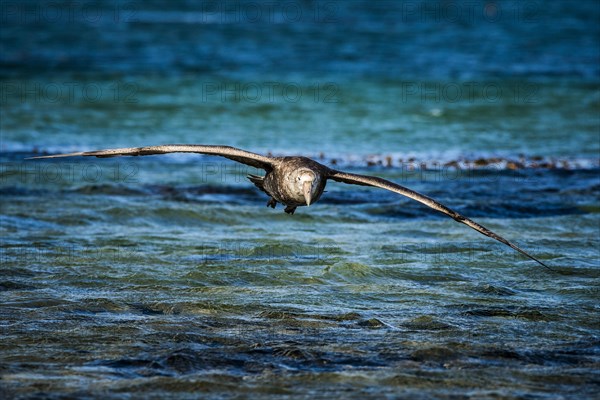 Southern giant petrel (Macronectes giganteus) on approach