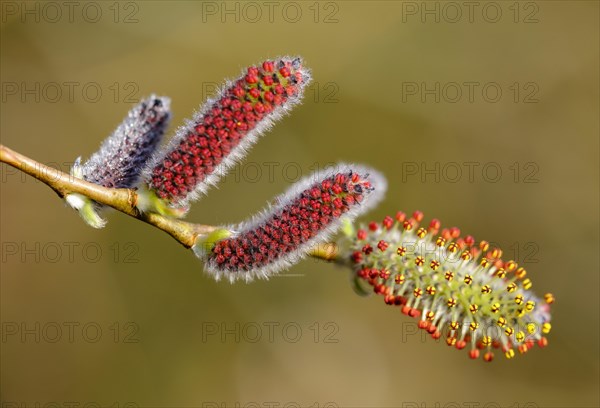 Male flower catkins of Purple willow (Salix purpurea)