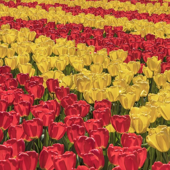 Tulip fields in spring