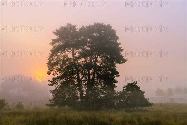 Pine (Pinaceae) at sunrise in the fog in the heath