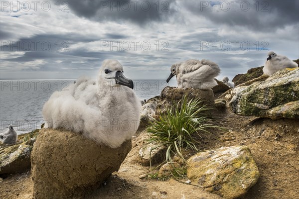 Black-browed Albatross (Thalassarche melanophris) chick on its nest