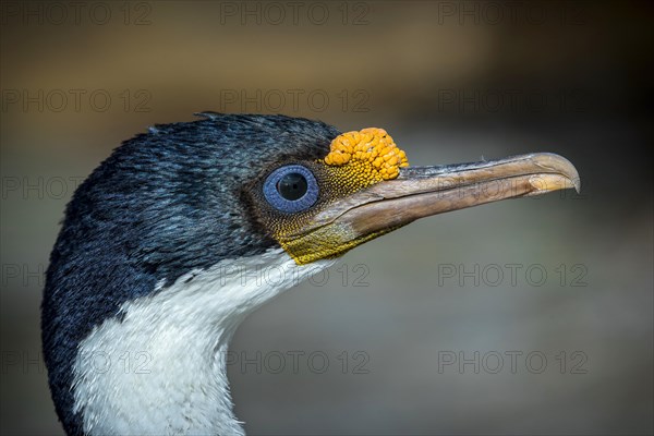 Imperial shag (Phalacrocorax atriceps)