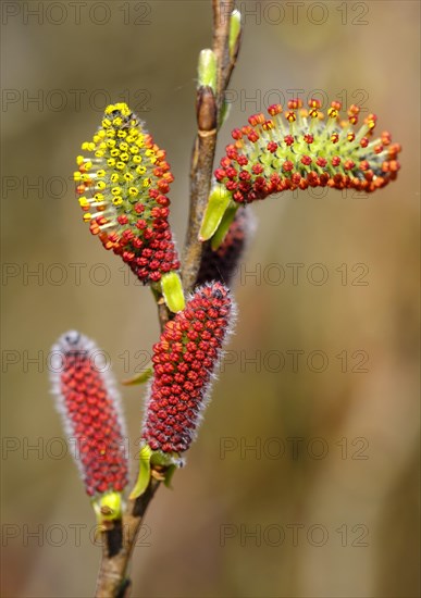 Male flower catkins of Purple willow (Salix purpurea)