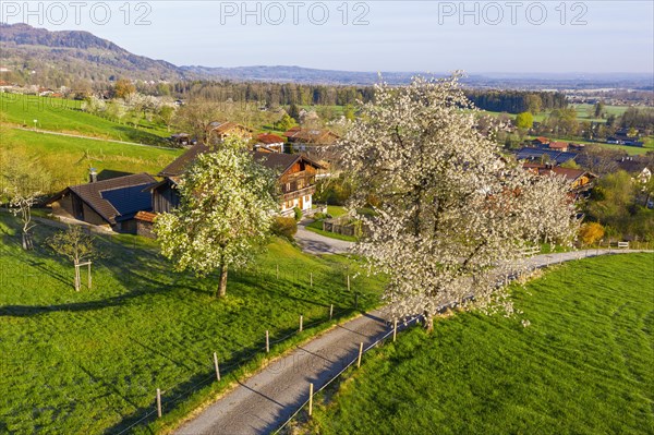 Blossoming fruit trees