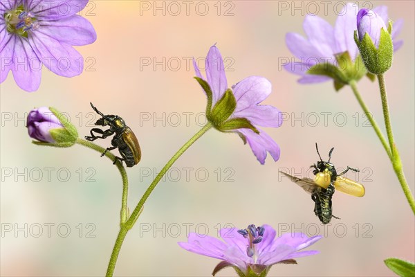 Labidostomis longimana (Labidostomis longimana) on the flower of the cranesbill (Geranium molle)