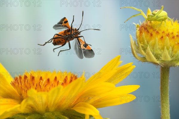 Corizus hyoscyami (Corizus hyoscyami) flies over the flower of a (Gaillardia)