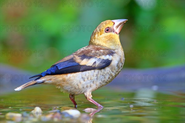 Hawfinch (Coccothraustes coccothraustes )