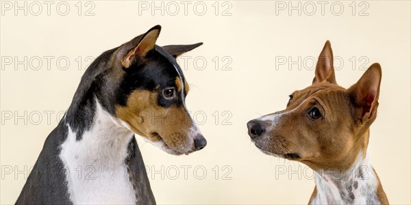 Basenji or Congo Terrier (Canis lupus familiaris)