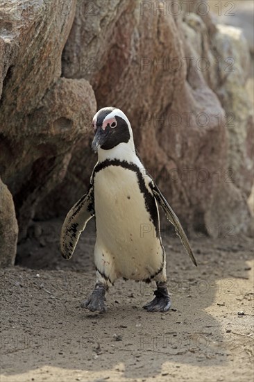 African penguin (Spheniscus demersus)