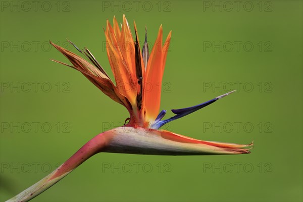 Strelitzia (Strelitzia reginae)