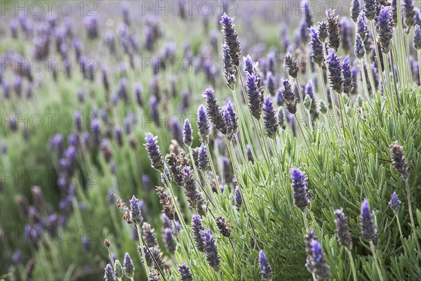 Lavender plantation at the eco farm Sao Benedito