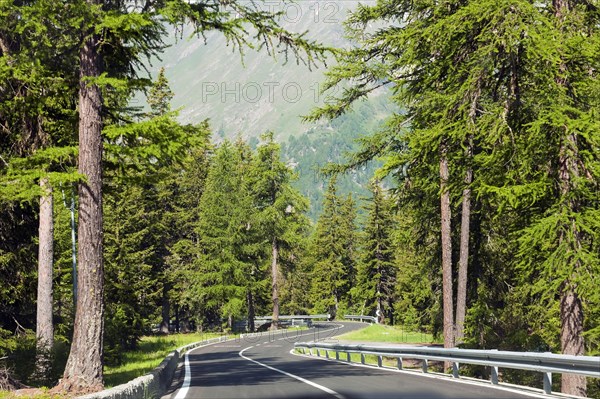 Alpine road through the forest