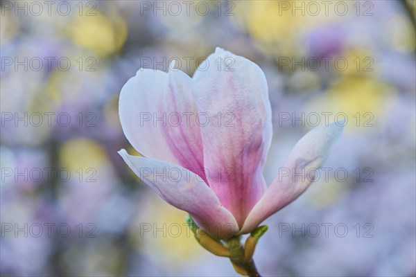 Flower of Saucer Magnolia (Magnolia x soulangeana)