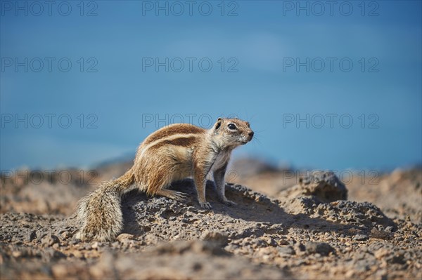 Barbary ground squirrel (Atlantoxerus getulus ) on a rock