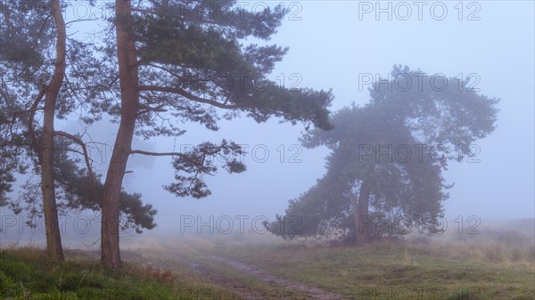 Pines (Pinaceae) in the blue hour in the fog in the heath