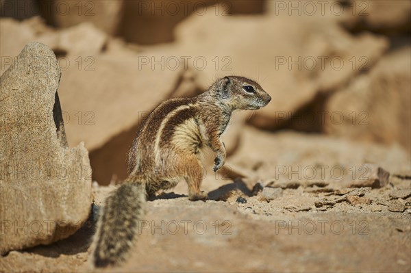 Barbary ground squirrel (Atlantoxerus getulus )