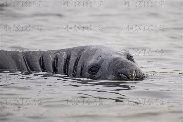 Southern elephant seal (Mirounga leonina) lies in water