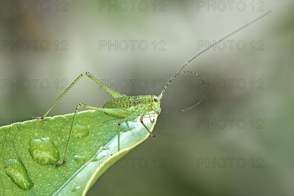 Speckled bush-cricket (Leptophyes punctatissima) sits on leaf