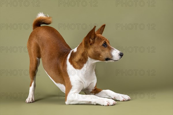 Basenji or Congo Terrier (Canis lupus familiaris)