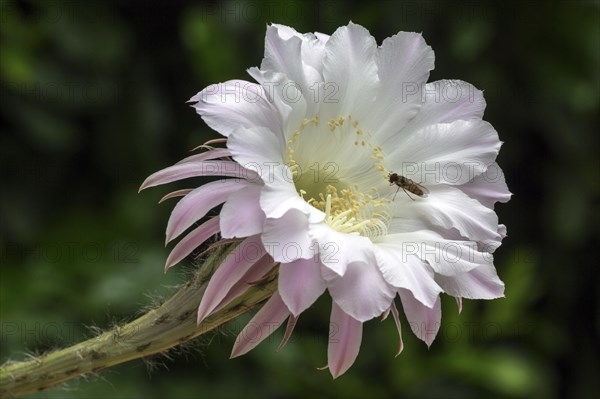Cactus flower