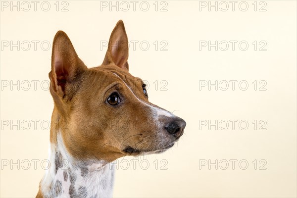 Basenji or Congo Terrier (Canis lupus familiaris)