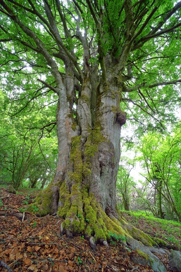 Old gnarled beech (Fagus sylvatica)