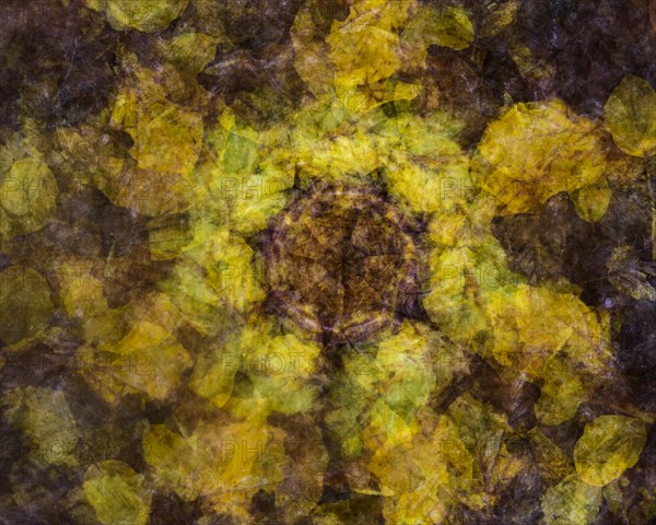 Autumn mosaic