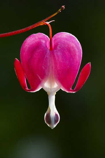 Old-fashioned bleeding-heart (Lamprocapnos spectabilis)