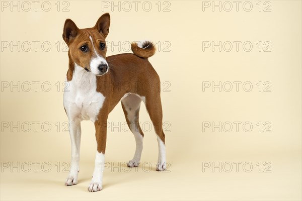 Basenji or Congo Terrier (Canis lupus familiaris)