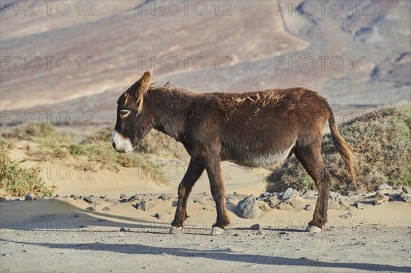 African wild ass (Equus africanus asinus ) in barren landscape